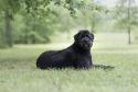 Bouvier des Flandres