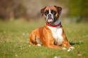 Boxer Dog Breed
