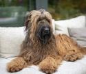 Briard