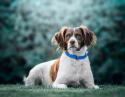 Brittany Spaniel Dog Breed
