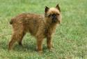 Brussels Griffon