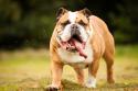 Bulldog