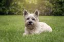 Cairn Terrier