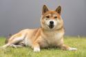 Canaan Dog