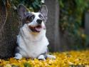 Cardigan Welsh Corgi