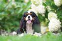 Cavalier-King-Charles-Spaniel
