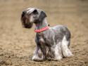 Cesky Terrier Dog Breed