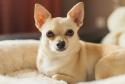 Chihuahua (Smooth Coat)