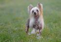 Chinese Crested