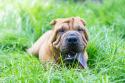 Chinese Shar-Pei