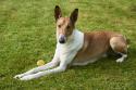 Collie