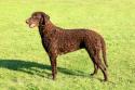 Curly-Coated Retriever
