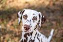 Dalmatian