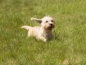 Dandie Dinmont Terrier