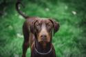Doberman Pinscher