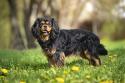 English Toy Spaniel
