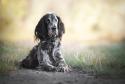 English Setter