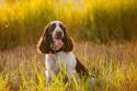 English Springer Spaniel