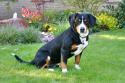 Entlebucher Mountain Dog