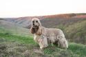 Field Spaniel