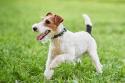 Fox Terrier Wire Coat Dog Breed