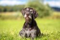 German Wirehaired Pointer