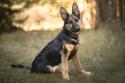 German Shepherd Dog