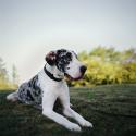Great Dane