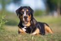 Greater Swiss Mountain Dog