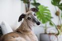 Greyhound