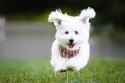Havanese