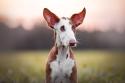 Ibizan Hound