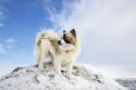Icelandic Sheepdog
