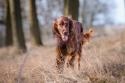 Irish Red and White Setter