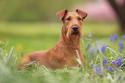 Irish Terrier