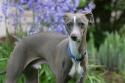 TOY_Italian-Greyhound