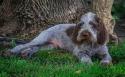 Spinone Italiano