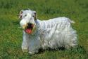 Kerry Blue Terrier