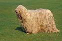 Komondor