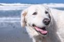 Kuvasz