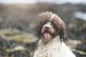 Lagotto Romagnolo