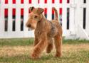 Lakeland Terrier