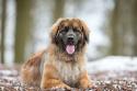 Leonberger