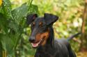 Manchester Terrier
