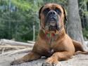 Mastiff