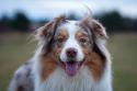 Miniature American Shepherd