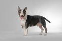 Miniature Bull Terrier