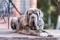 Neapolitan Mastiff