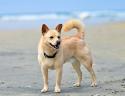Norwegian Buhund