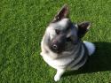Norwegian Elkhound